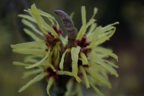 Duftende hybridtrollhassel (Hamamelis x intermedia 'Pallida') Foto: F. Ervik